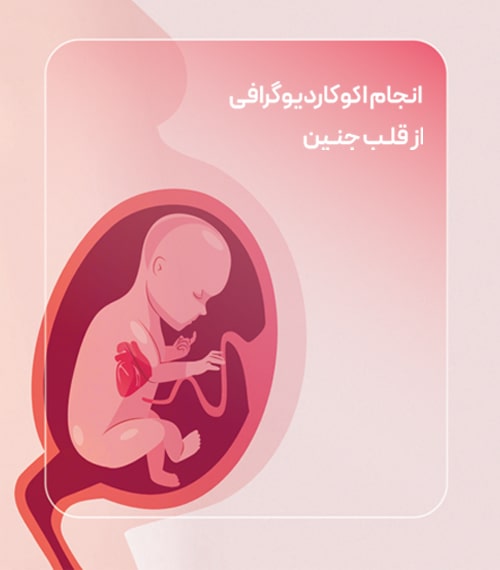 اکوکاردیوگرافی قلب جنین